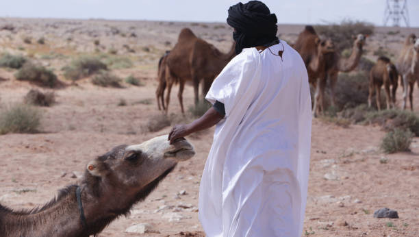 nômades tuaregues liderando um camelo no deserto do saara, marrocos. - tuareg - fotografias e filmes do acervo