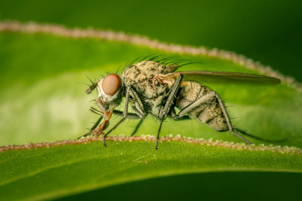 istock Female coenosia sp. fly resting on a peoni leave 1399213076