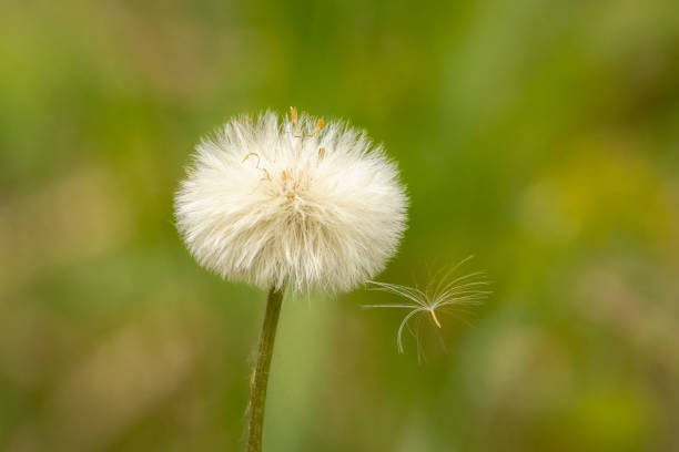 Coltsfoot flower with seed departing with its pappus stock photo