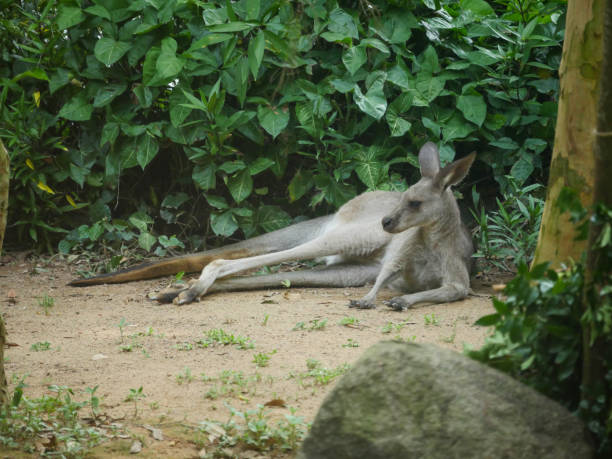 Eastern Grey Kangaroo Eastern Grey Kangaroo : The eastern grey kangaroo (Macropus giganteus) is a marsupial found in the eastern third of Australia eastern gray kangaroo stock pictures, royalty-free photos & images