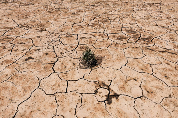 乾燥した河川敷で成長する植物 - global warming drought riverbank dirt ストックフォトと画像