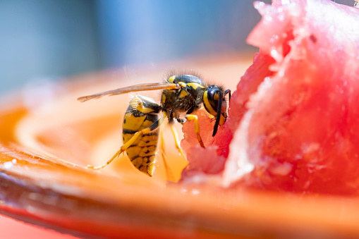 Common european wasp cutting a ball of meat fro a raw sausage\n\nVespula vulgaris