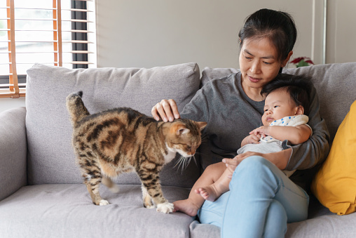 Young Asian mother holding adorable newborn baby boy and petting cute tabby cat while sitting on sofa at home. Asian family playing with cat.