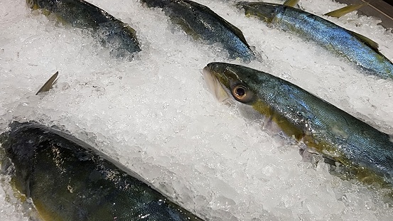 Raw zander, walleye fish. Fish on ice background. Top view. Whole yellow tail.