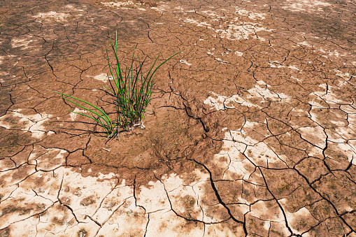 A small plant grows from a dry riverbed.