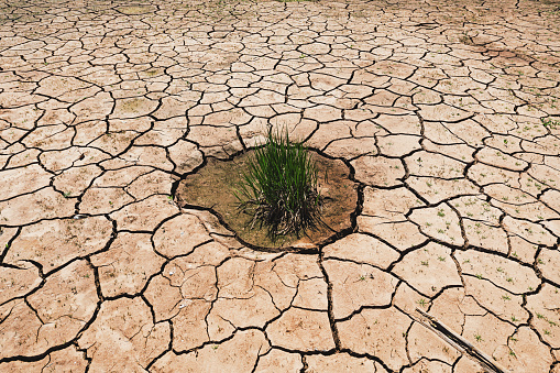 A small plant grows from a dry riverbed.