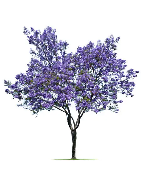 A Jacaranda tree in full bloom isolated on a white background.