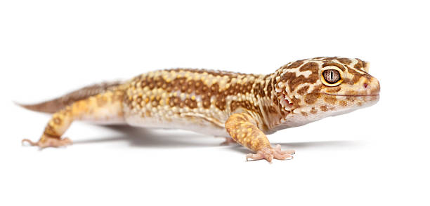 istock Albino Striped Leopard gecko, Eublepharis macularius, in front of white 139922502
