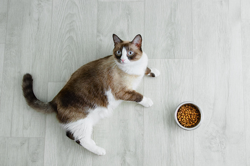 Snowshoe cat breed lying on the floor and a bowl of cat dry food.