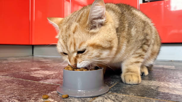 istock red ginger striped cat eating from bowl in modern kitchen 1399225340