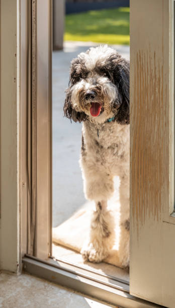 istock Old English Sheepdog at open door 1399226418