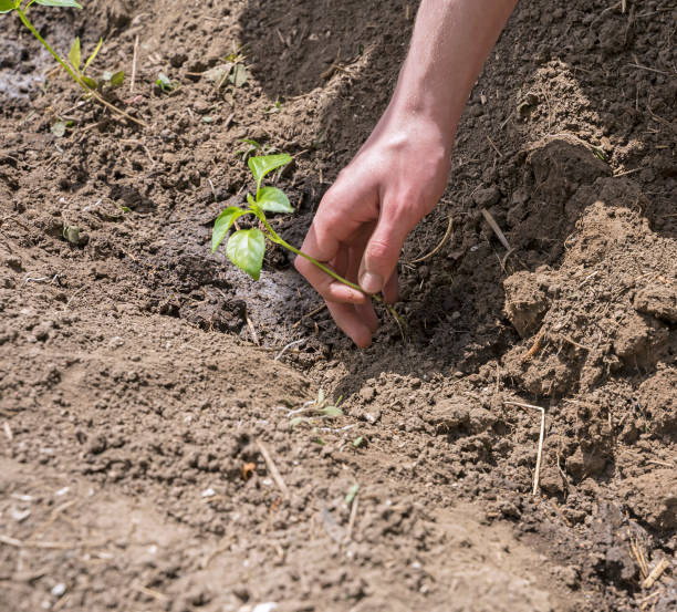 istock work on the garden plot, hands plant seedlings of pepper 1399227695