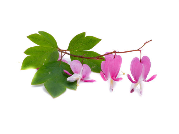 istock Bleeding heart lamprocapnos isolated on white background 1399227712