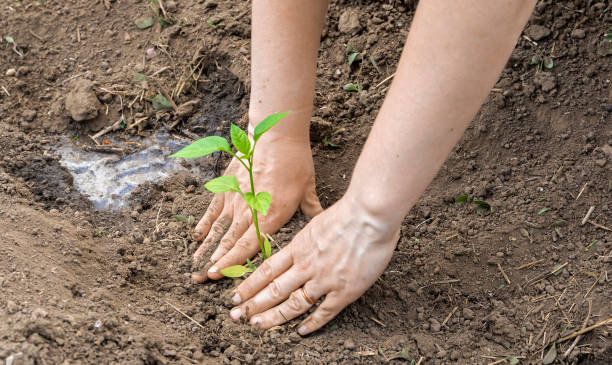 istock work on the garden plot, hands plant seedlings of pepper 1399227912
