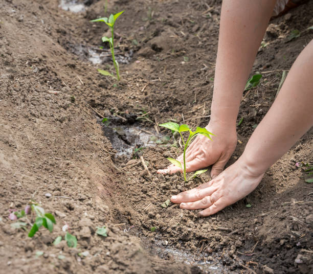 istock work on the garden plot, hands plant seedlings of pepper 1399227991