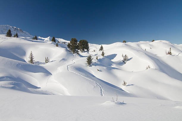 신선한 가루눈 풍경 - snow footprint winter animal track 뉴스 사진 이미지