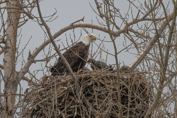 istock Bald Eagle in nest with eaglets in rural Montana 1399230416