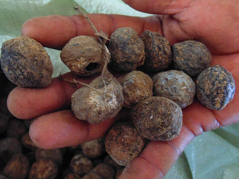 nutmeg in Aceh, Indonesia stock photos