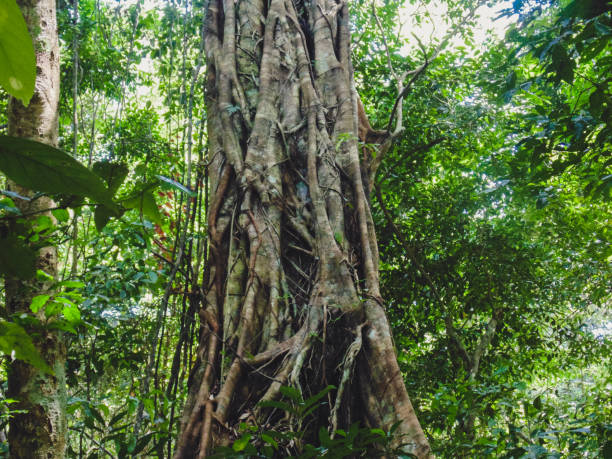 istock Buttress root on a tree in a rainforest stock photo 1399233161