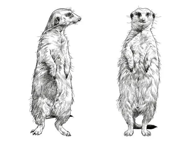 Vector illustration of Vector drawing of a meerkat