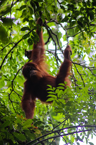Sumatran orangutan hanging in the trees stock photo