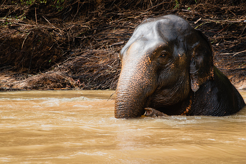 Medium three-quarter shot photograph of an elephant calmly submerged in the river during a hot day in the jungle of Thailand
