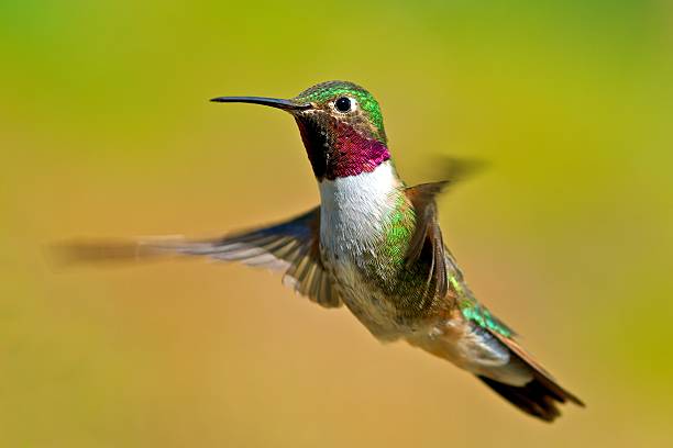 istock Broad-tailed hummingbird male 139923512