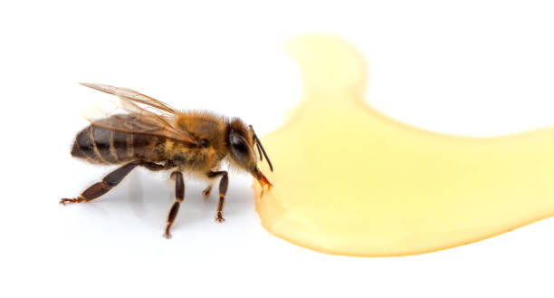 istock Bee near honey drops close up isolated on white background. 1399236894