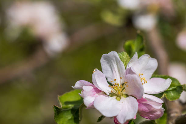 Macro view of blossoming apple tree branch in spring. Sweden.