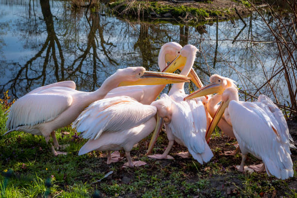 istock A flock of pink pelicans (pelikan baba, Pelecanus onocrotalus)  by the pond. 1399239596