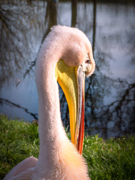 istock Pink pelican bird by the pond. 1399239627