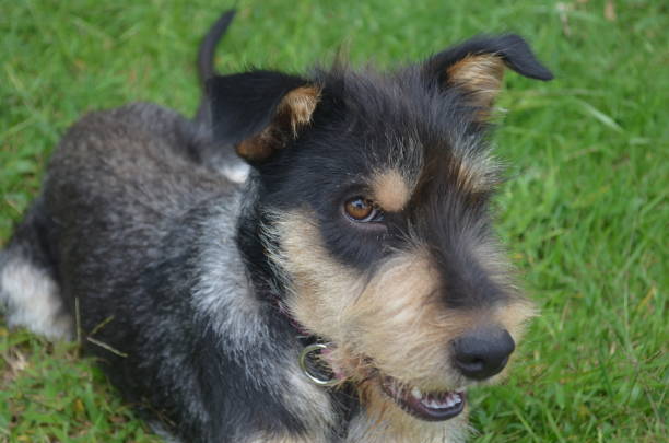 istock Funny Dog Looking At You 1399239868