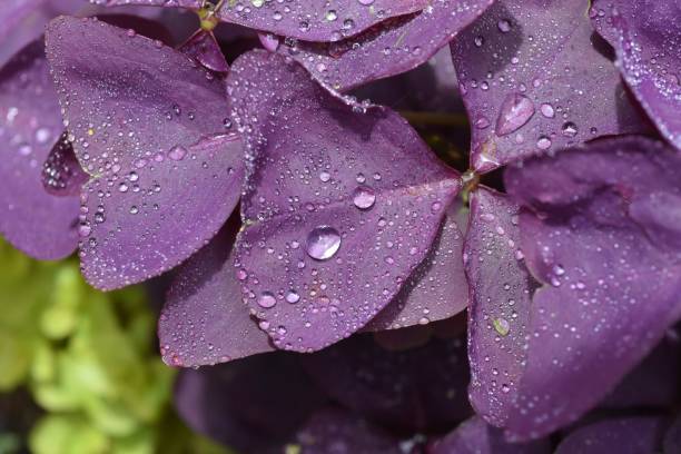 Oxalis Triangularis Plant Oxalis Triangularis is a sun loving ground cover. Deep purple in color. There’s another photo of this plant in beautiful noir. oxalis triangularis stock pictures, royalty-free photos & images