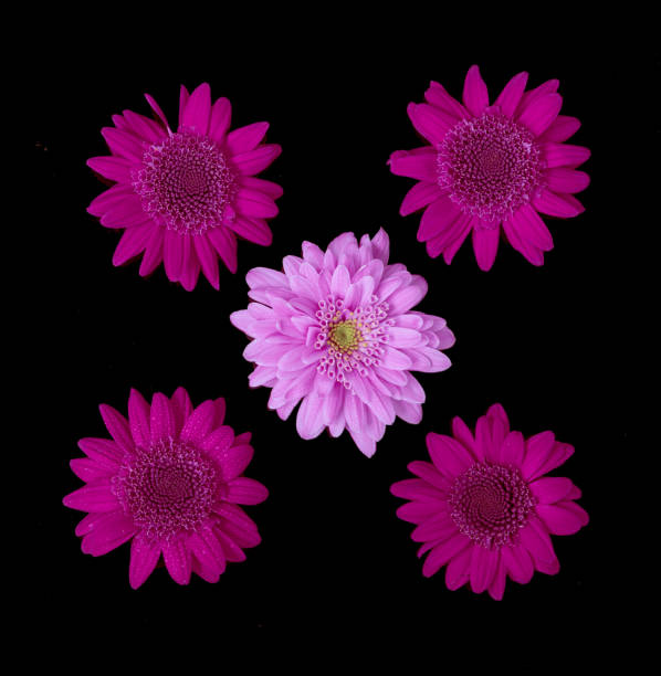 istock chrysanthemum flowers lie on a black background 1399241254