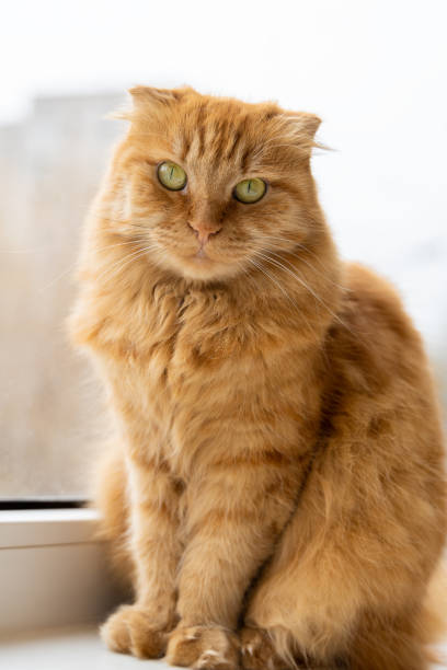 istock Red british ginger fold cat with green eyes sitting on the windowsill. 1399241327