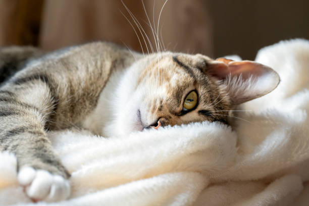 The tabby cute cat rest on a white fluffy bedspread.
