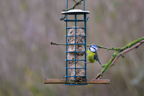 istock Little blue tit on bird feeder 1399241392