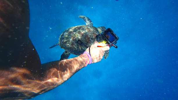 dispara con una cámara de acción mientras una tortuga nada - jellyfish sea green underwater fotografías e imágenes de stock