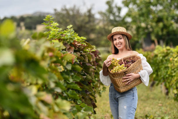 bellezza femminile sorridente che raccoglie diversi tipi di uva in vigna - women mature adult mature women beautiful foto e immagini stock