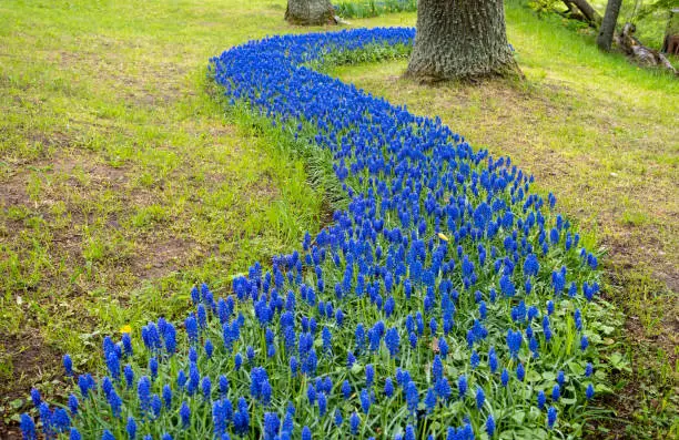 Blue spring flowers grape hyacinth in garden.