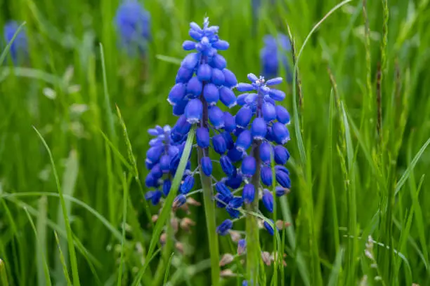 Blue spring flowers grape hyacinth in garden