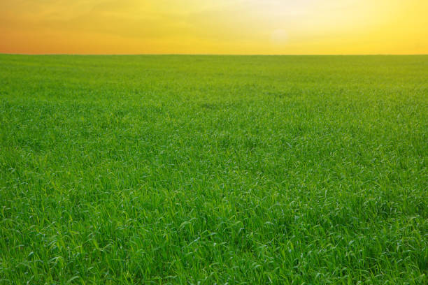 istock summer landscape, field with green grass and horizon, textured sunset sky, sun 1399244509
