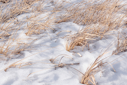 Dry grass stalks over white snow. Soft plant background.