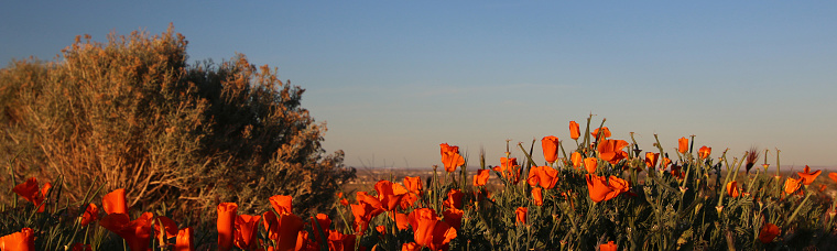 Orange California Golden Poppies during golden hour in the high desert of southern California United States