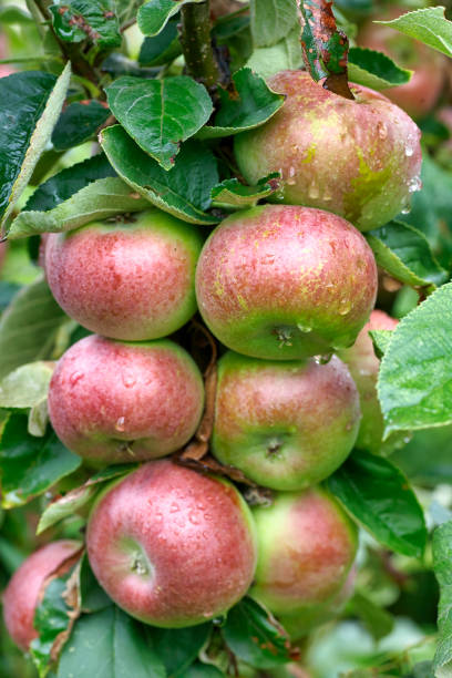 istock Fresh red apples in organic orchard after rain. 1399245801