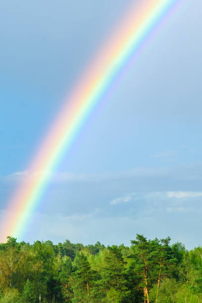 istock Green treetops and beautiful rainbow on blue sky. 1399245947