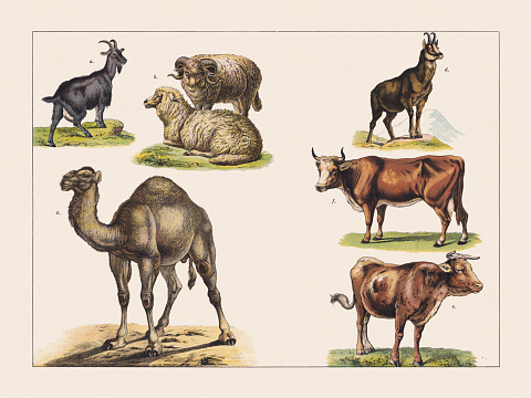 Various mammals: a) Goat (Capra hircus); b) Sheep (Ovis aries); c) Dromedary  (Camelus dromedarius); d) Chamois (Rupicapra rupicapra); e) Ox (Bos taurus); f) Cow (Bos taurus). Chromolithograph, published in 1891.