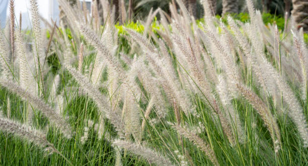 Purple fountain grass, an ornamental plant of Pennisetum Alopecuroides Hameln, Chinese fountain grass, in the outdoor during summer. Purple fountain grass, an ornamental plant of Pennisetum Alopecuroides Hameln, Chinese fountain grass, in the outdoor during summer. pennisetum stock pictures, royalty-free photos & images