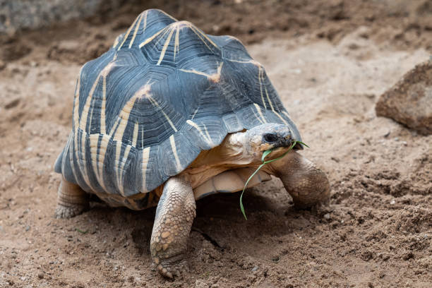 istock Radiated tortoise walking on ground, Astrochelys radiata. Critic 1399246885
