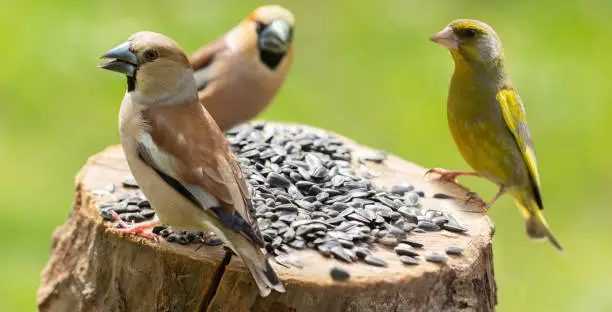 Group of birds sitting on wooden stump with sunflower seeds